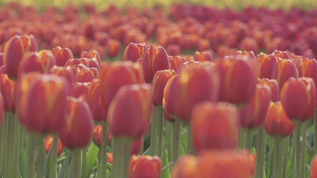 Vivid field of blooming tulips