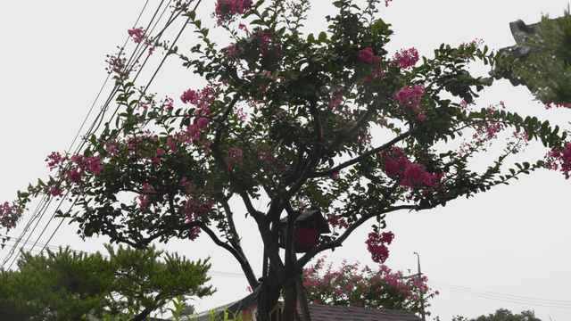Tree with pink flowers and a birdhouse