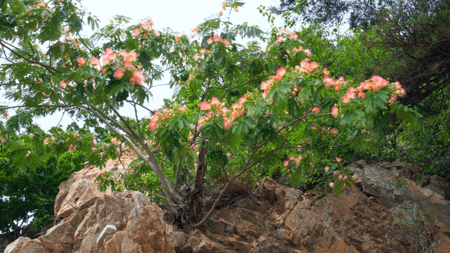 Pink flowers blooming on a rocky hillside