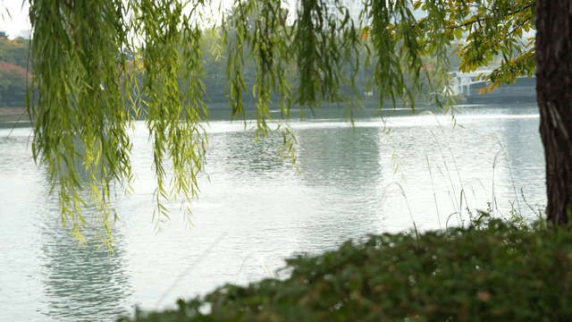 Calm lakeside with drooping willows