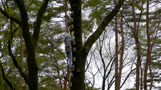Girl tree climbing on tall tree with holds