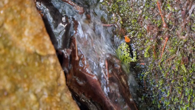 A colorful frog near a flowing stream