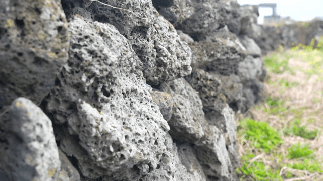 잡초 주변의 현무암 돌담