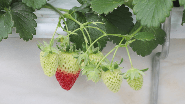 Strawberries ripening on the vine