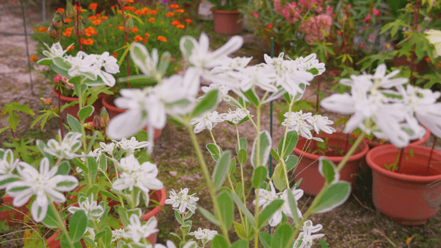 White blossoms attracting ants