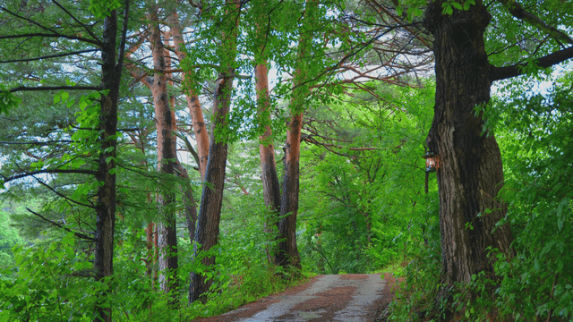 A serene forest path surrounded by trees