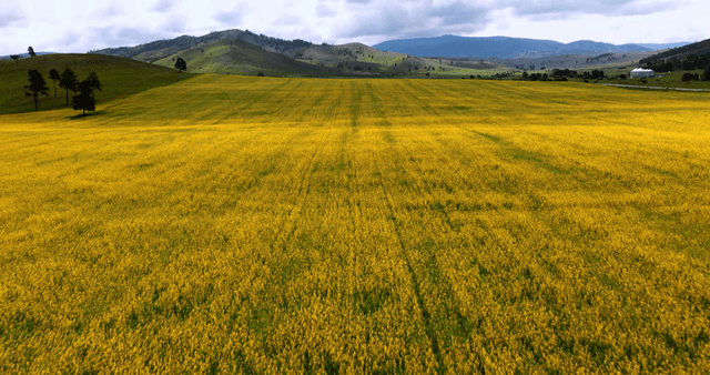 Vast yellow flower field under cloudy sky