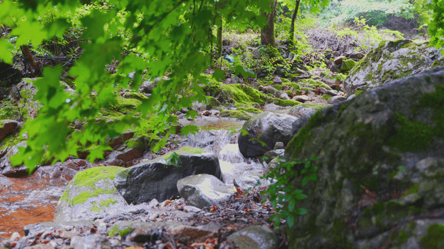 A tranquil forest stream with mossy rocks