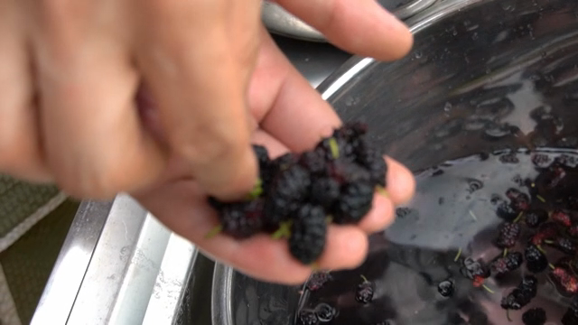 Hand washing mulberries in a metal bowl