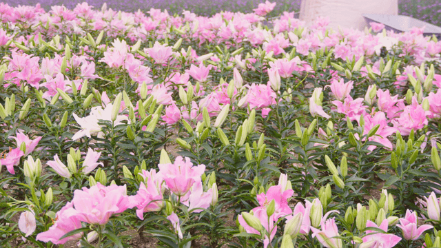 Rows of blooming pink lilies filling a summer flower field