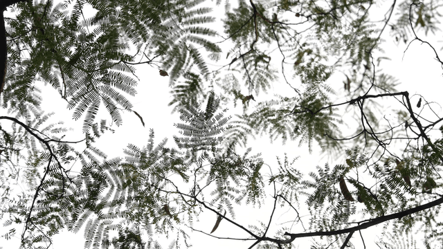 Green branches and leaves spread against the sky