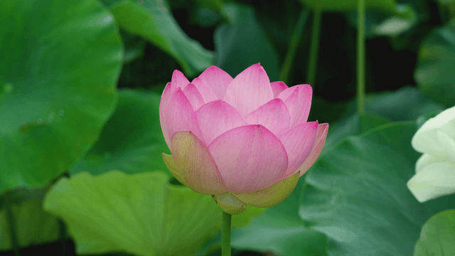 Vibrant pink lotus blooming among green leaves