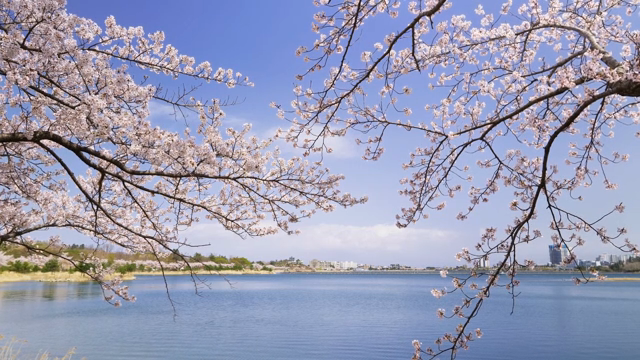 Cherry blossoms by a serene lakeside
