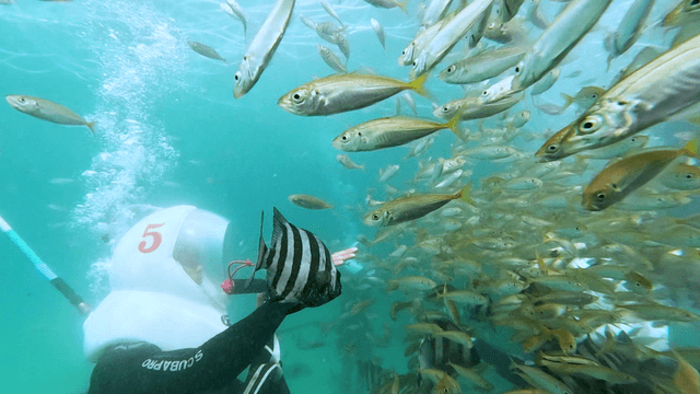 물고기와 함께하는 수중 탐험