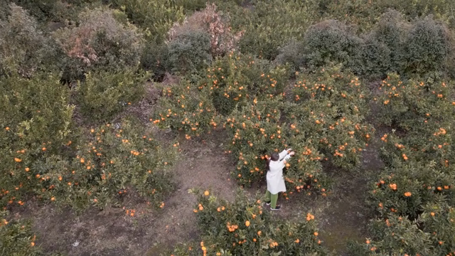 A woman picking tangerines in an orchard