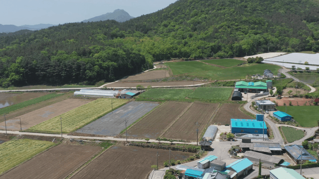Expansive farmland with forest