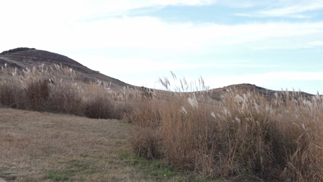 A tranquil mountain landscape with reeds