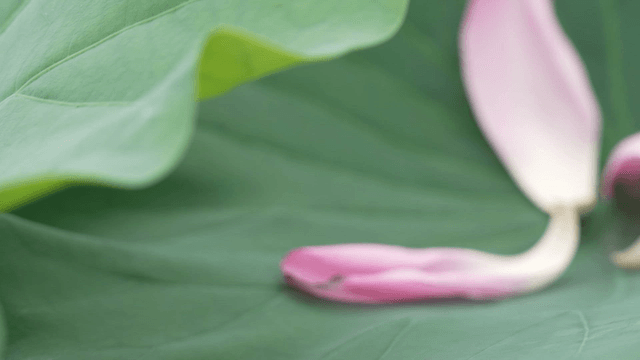 Pink lotus petals on large green leaf