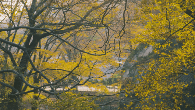 Autumn yellow-leaf tree before a clear stream