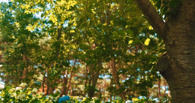 A tree trunk with lush green foliage