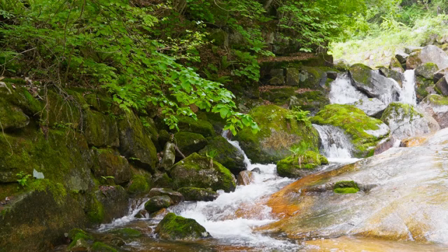 A serene forest stream with mossy rocks