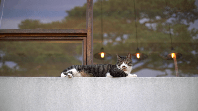 Cat lounging on a concrete wall