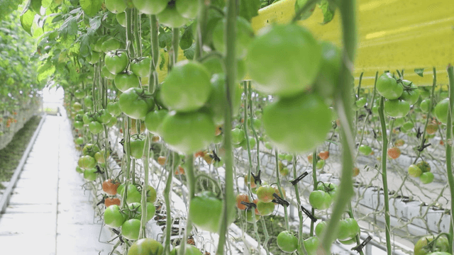Green tomatoes growing in a greenhouse