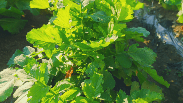 Lush green radish vegetable plants in a garden