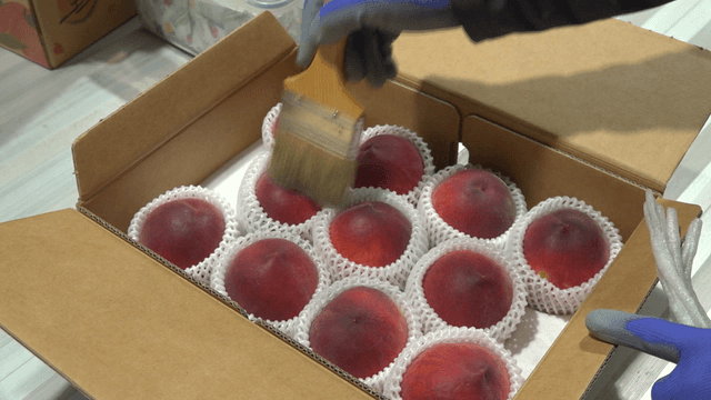 Worker brushing peaches inside a box