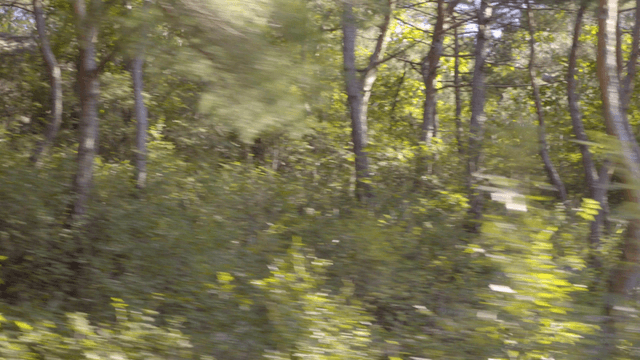 이동하는 차 안에서 보이는 키 큰 나무가 있는 푸른 숲