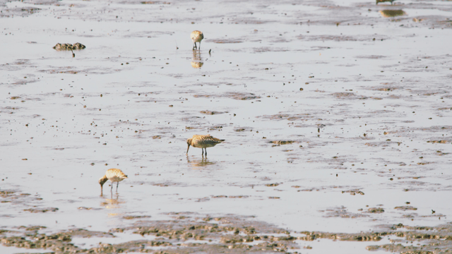Brown sandpipers foraging on the tidal flat