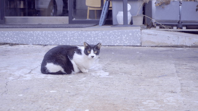 아스팔트 위에 앉아 있는 검고 흰 얼룩 고양이