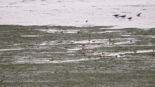 진흙 해안에서 먹이를 찾는 다양한 새들