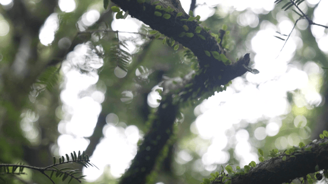 Tree branch full of green leaves