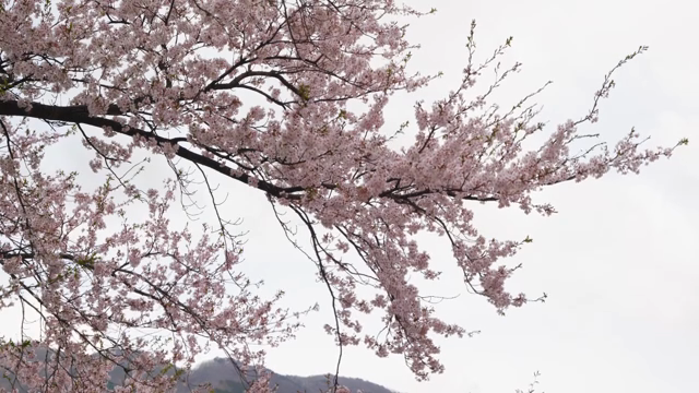 Cherry blossoms in full bloom on branches