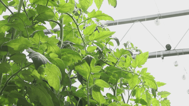 Green plants growing in a greenhouse