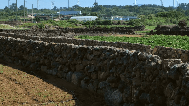 시골 지역의 돌담과 밭