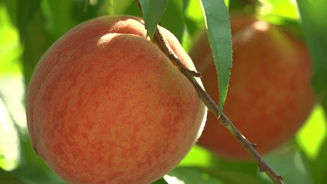 Peaches ripened under gentle sunlight