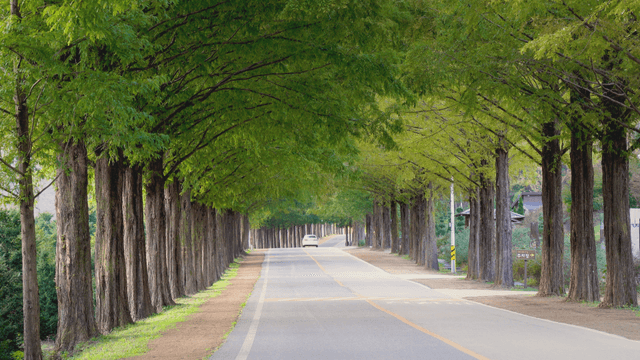 Scenic road lined with tall trees