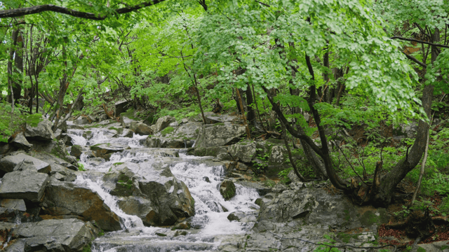 Stream flowing beneath windy trees
