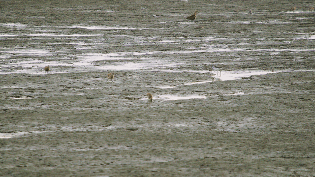 Sandpiper landing with open wings on the tidal flat
