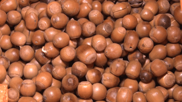 A bag filled with acorns