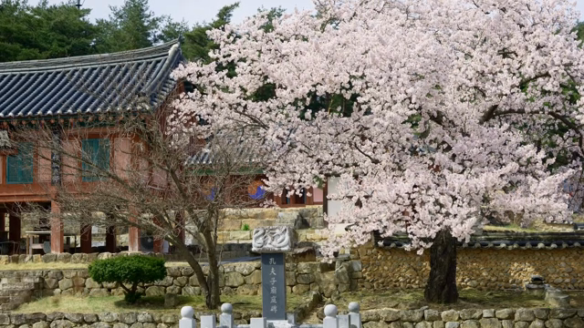 Cherry blossoms in full bloom in a traditional Korean house