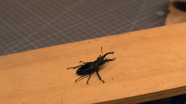 Stag beetle on a wooden surface