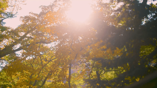 Sunlight filtering through autumn leaves