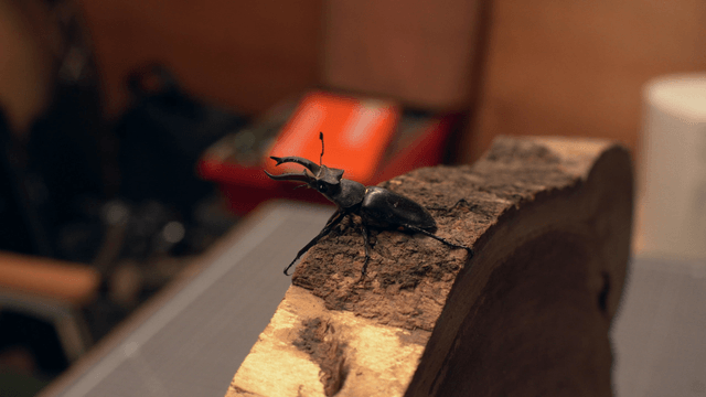 Stag beetle on a piece of wood indoors