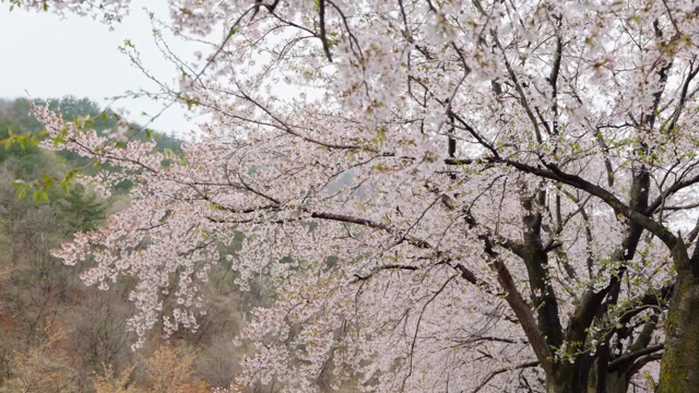 Cherry blossoms in full bloom on trees