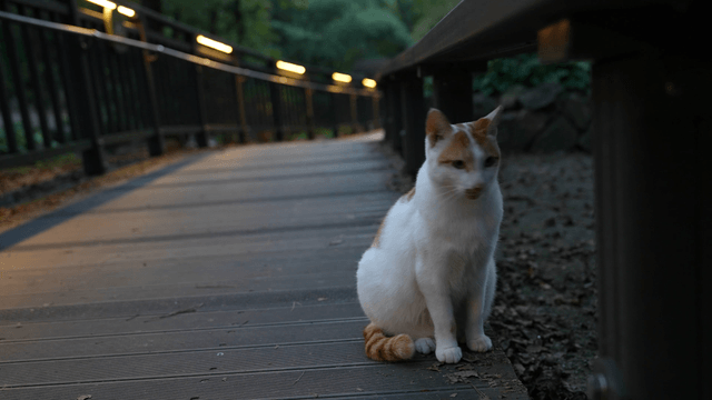 Cat sitting on a wooden path in a park
