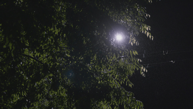 Leaves under a streetlight in the rain