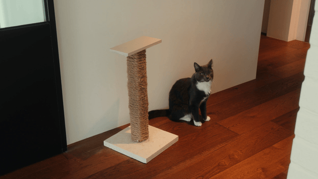 Cat sitting beside a scratcher